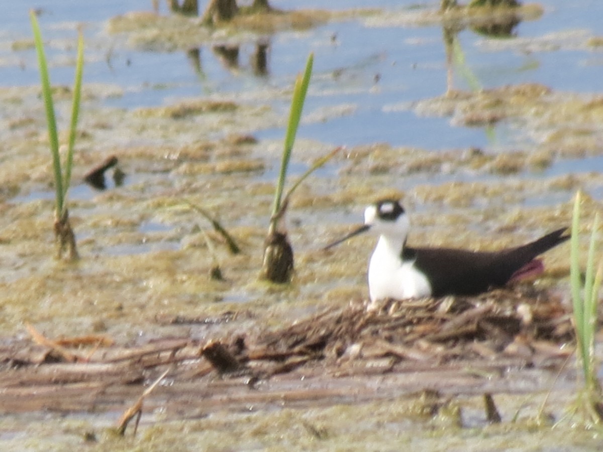 Black-necked Stilt - ML620034086