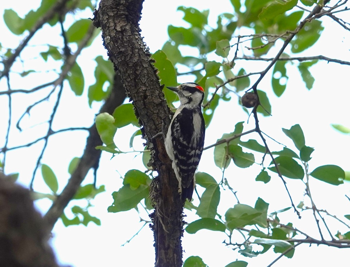 Downy Woodpecker - ML620034095