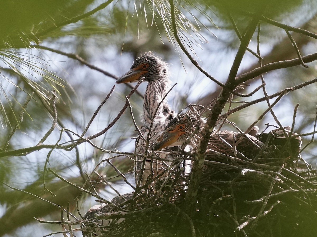 Yellow-crowned Night Heron - ML620034120