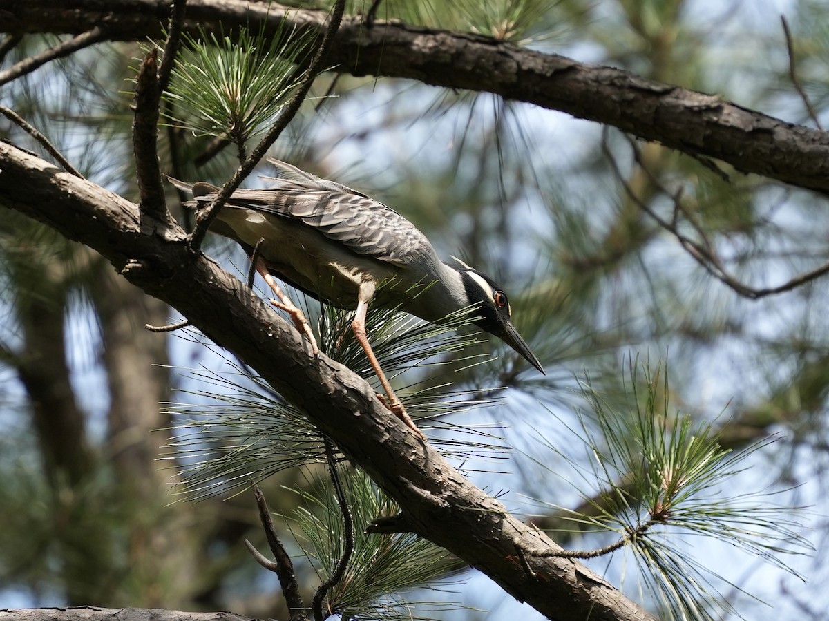 Yellow-crowned Night Heron - ML620034122