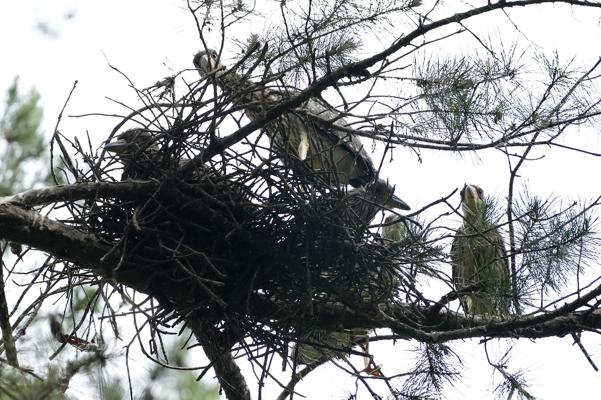 Yellow-crowned Night Heron - ML620034129