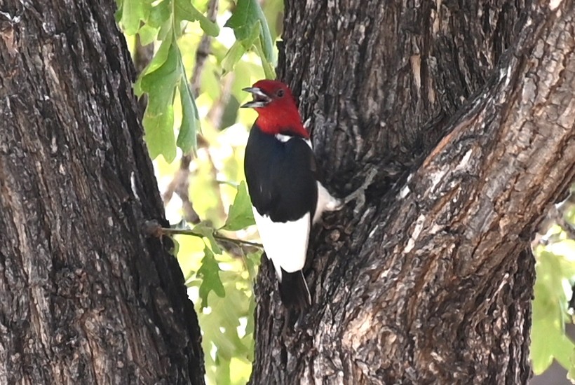 Red-headed Woodpecker - ML620034133