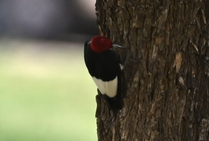 Red-headed Woodpecker - ML620034134