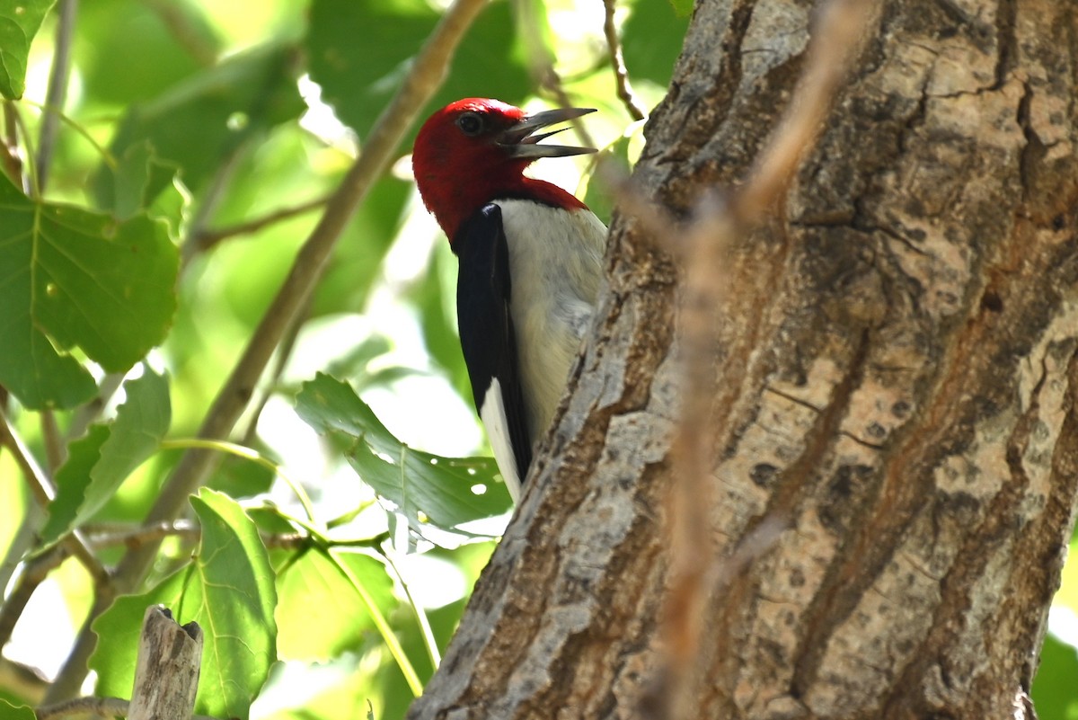 Red-headed Woodpecker - ML620034135