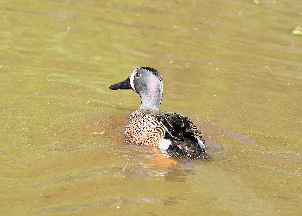 Blue-winged Teal - ML620034172
