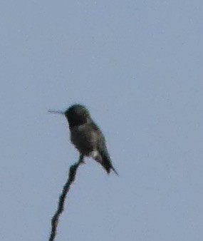 Yakut Boğazlı Kolibri - ML620034187