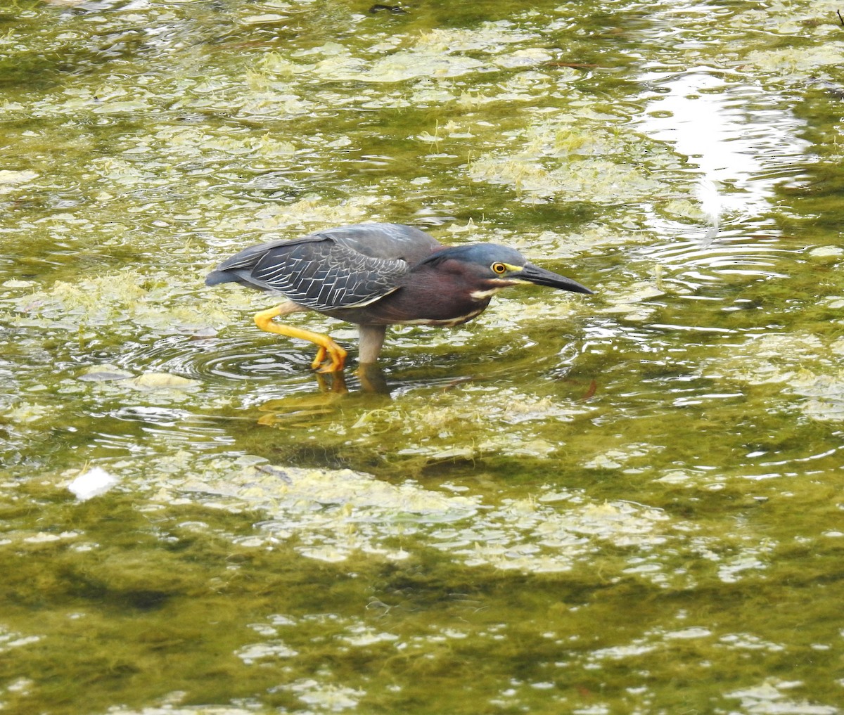 Green Heron - ML620034213