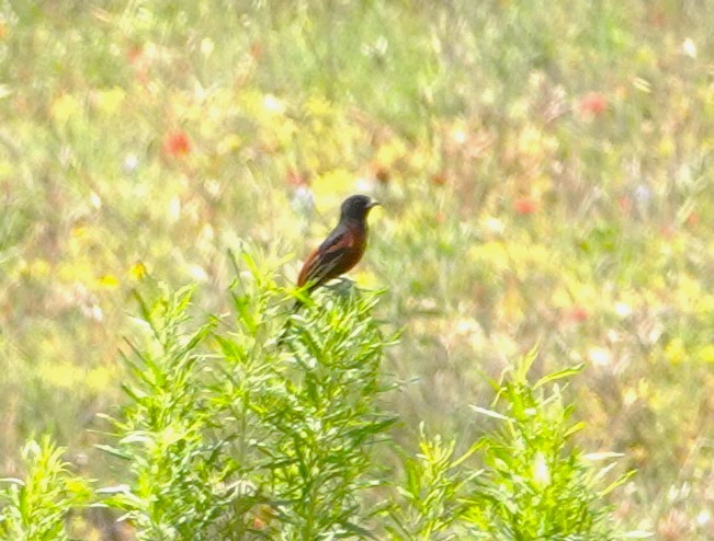 Orchard Oriole - ML620034220