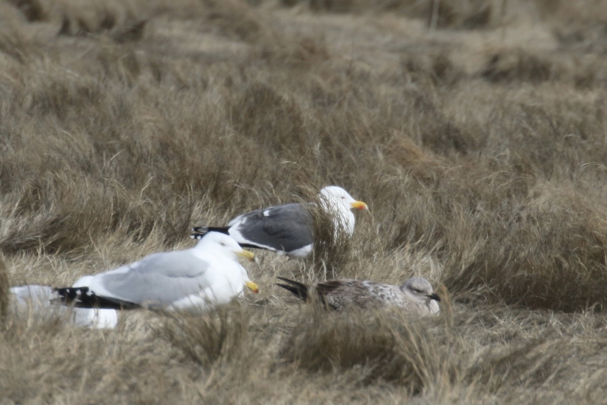 Gaviota Sombría - ML620034231