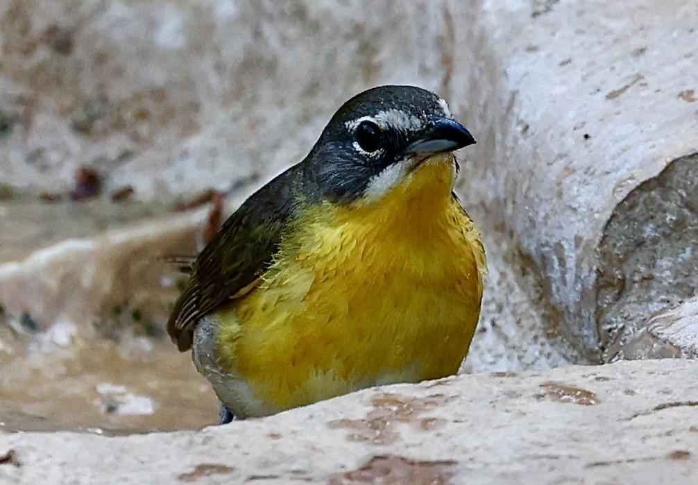 Yellow-breasted Chat - ML620034269