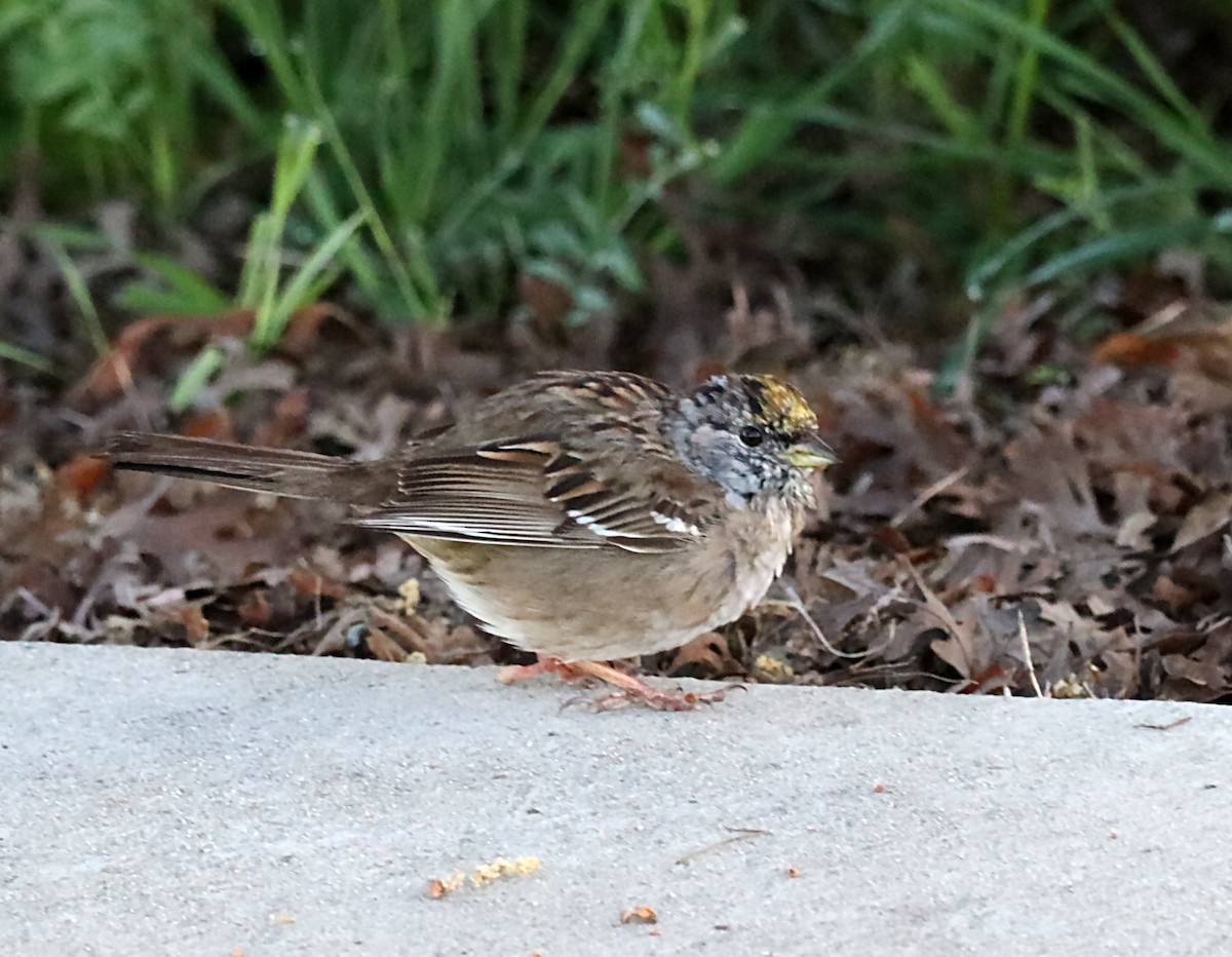 Golden-crowned Sparrow - ML620034281