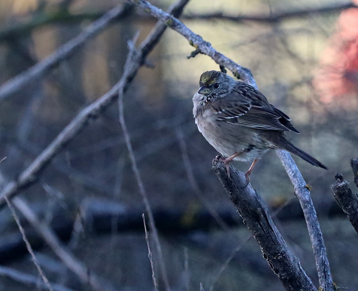 Golden-crowned Sparrow - ML620034289