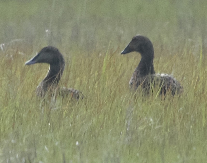 King Eider - ML620034330