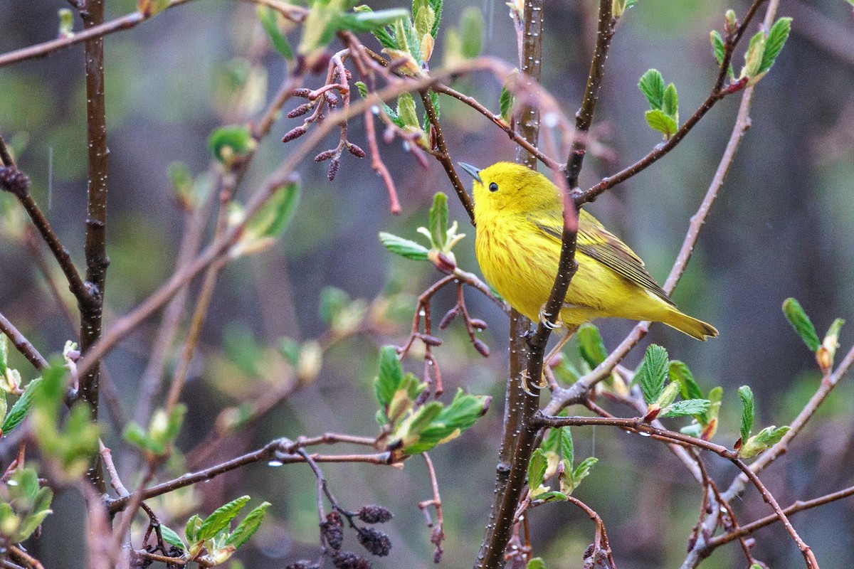 Yellow Warbler - ML620034337