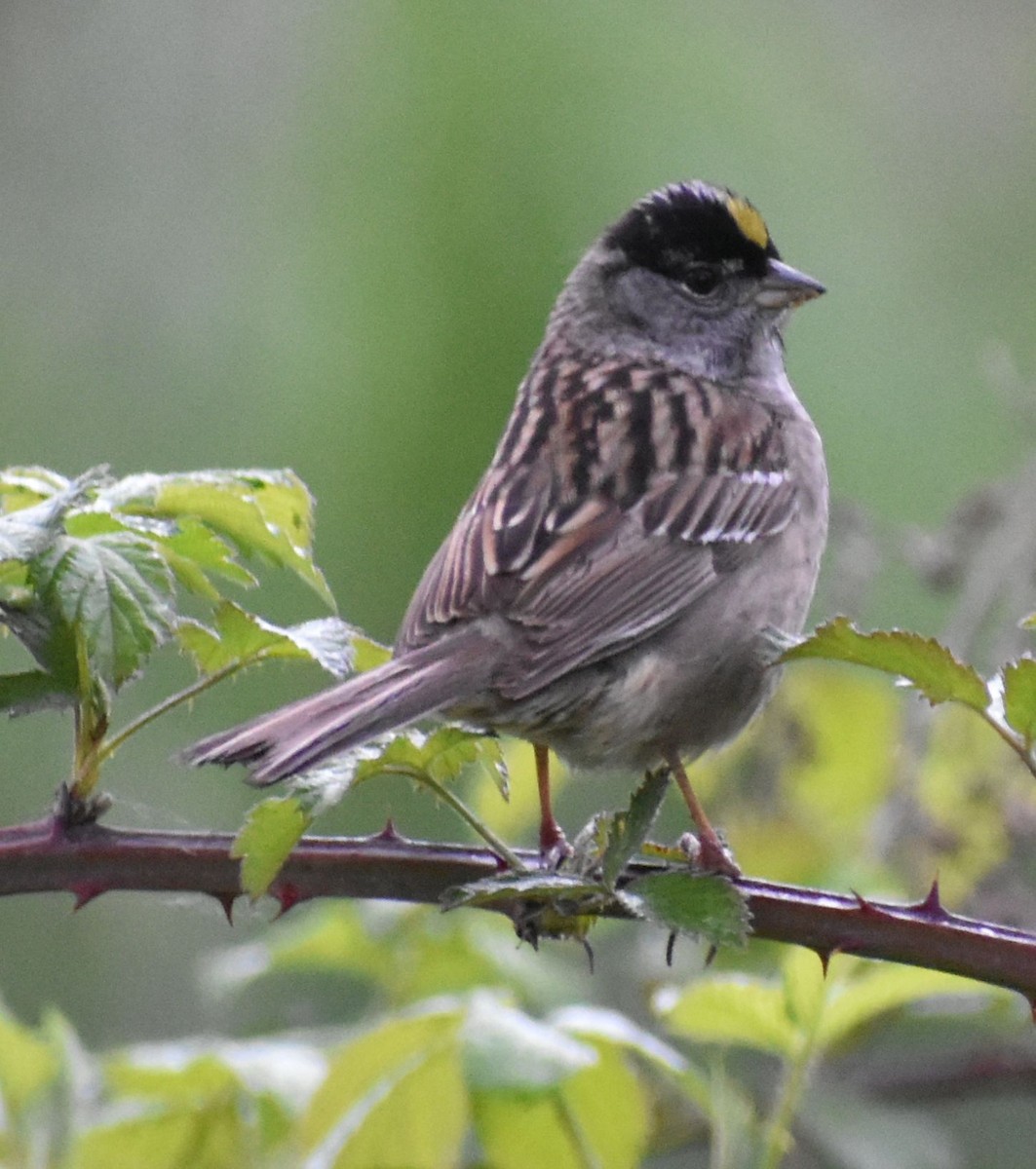 Golden-crowned Sparrow - ML620034348
