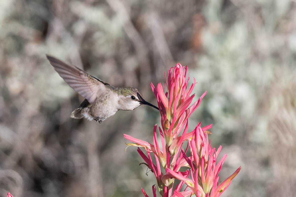 Calliope Hummingbird - ML620034373
