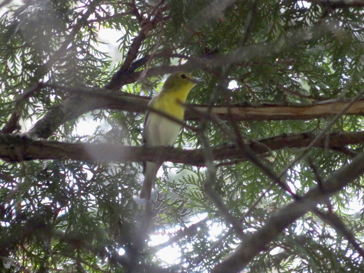 Yellow-throated Vireo - ML620034388