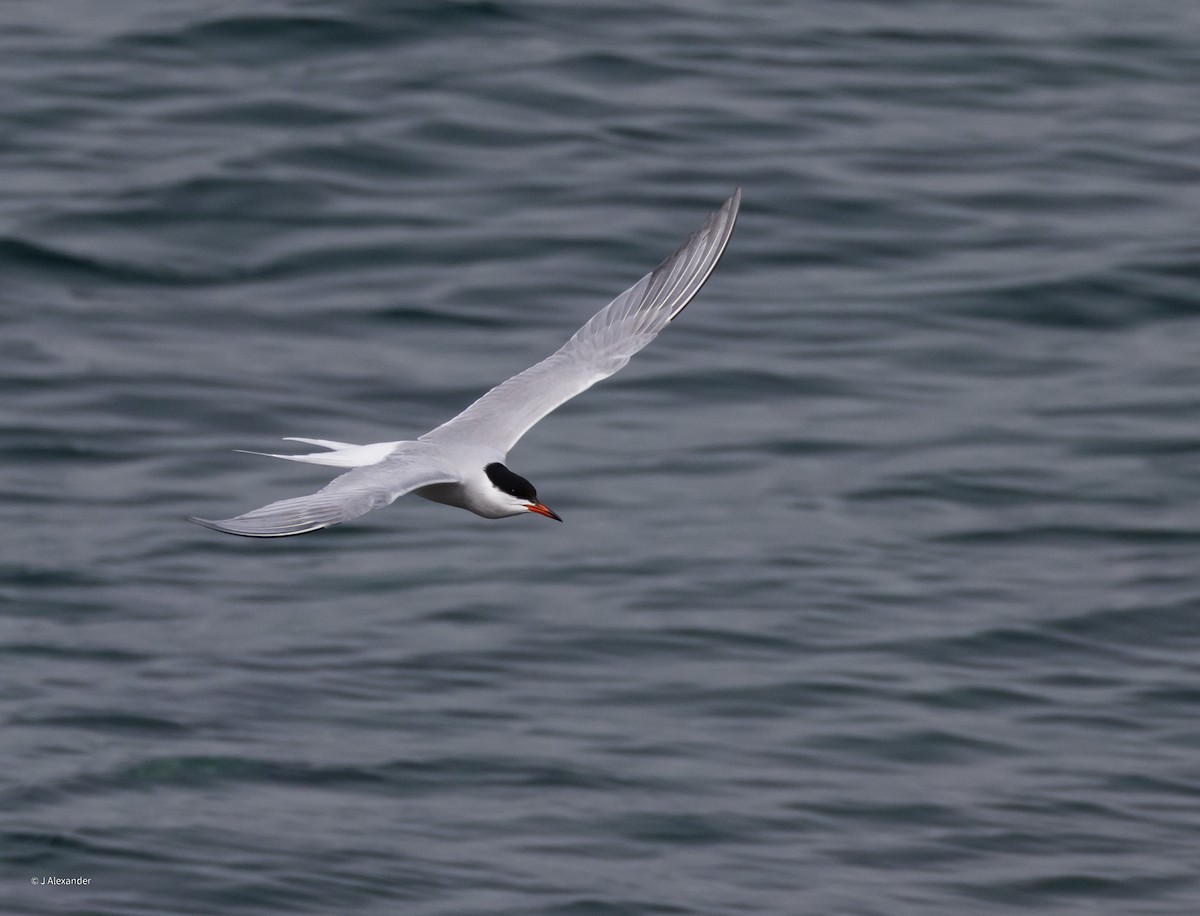Common Tern - ML620034414