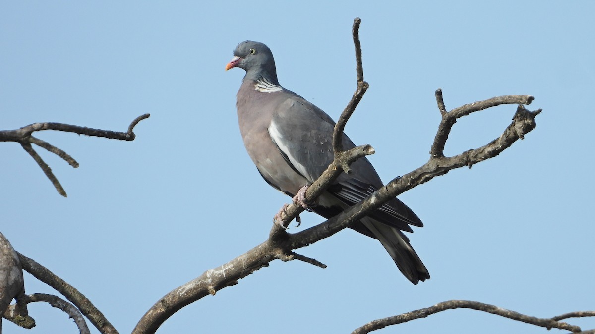 Common Wood-Pigeon - ML620034434