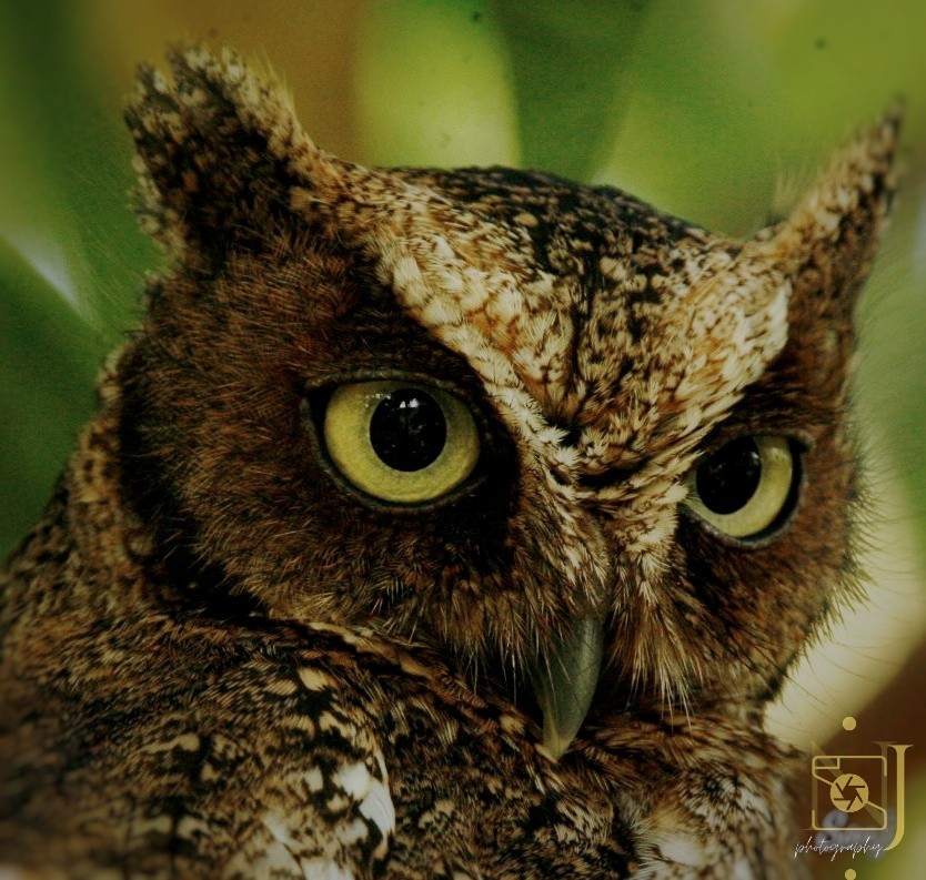 Middle American Screech-Owl - ML620034444
