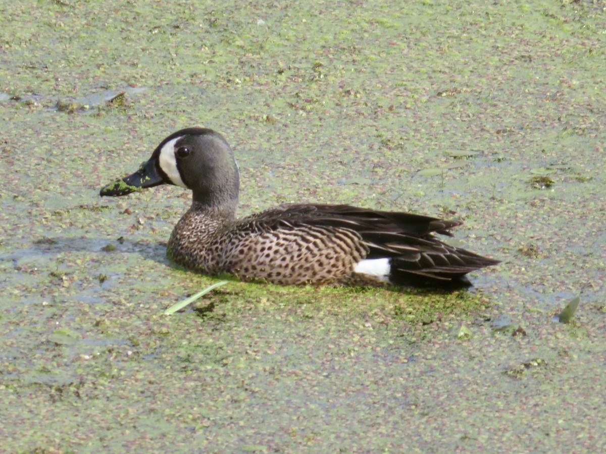 Blue-winged Teal - ML620034447