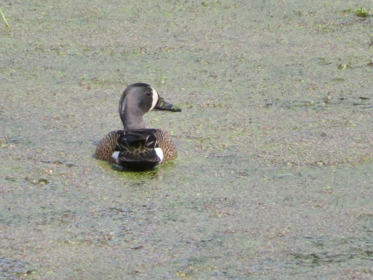 Blue-winged Teal - ML620034448