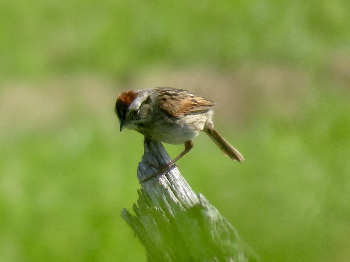 Swamp Sparrow - ML620034454