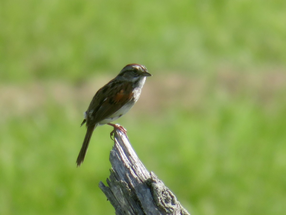 Swamp Sparrow - ML620034455