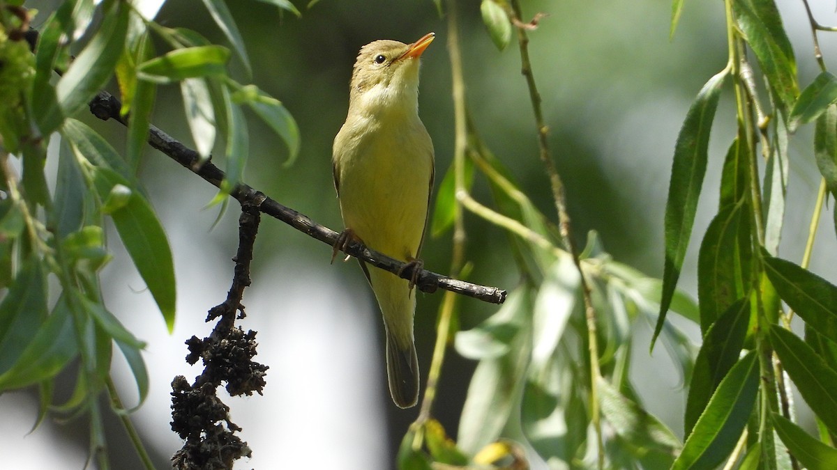 Melodious Warbler - ML620034484