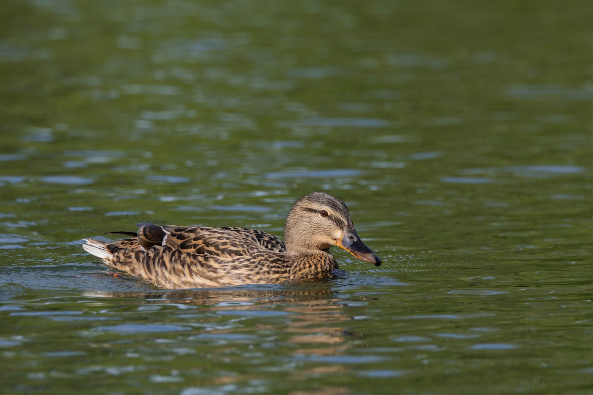 Mallard - ML620034493