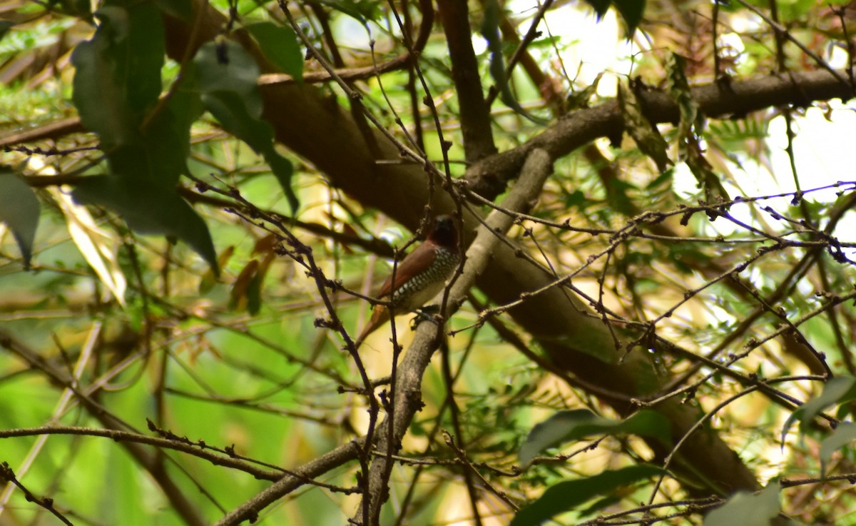 Munia pettosquamato - ML620034494