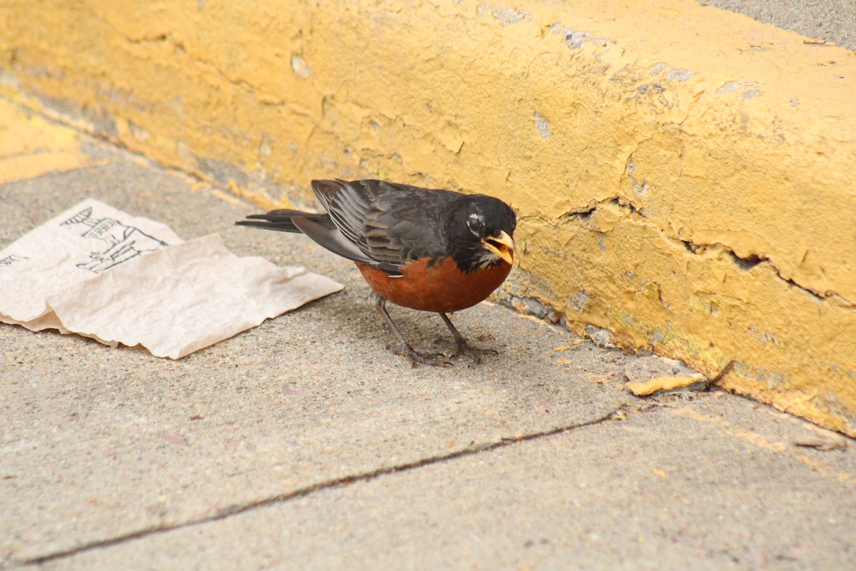 American Robin - ML620034501