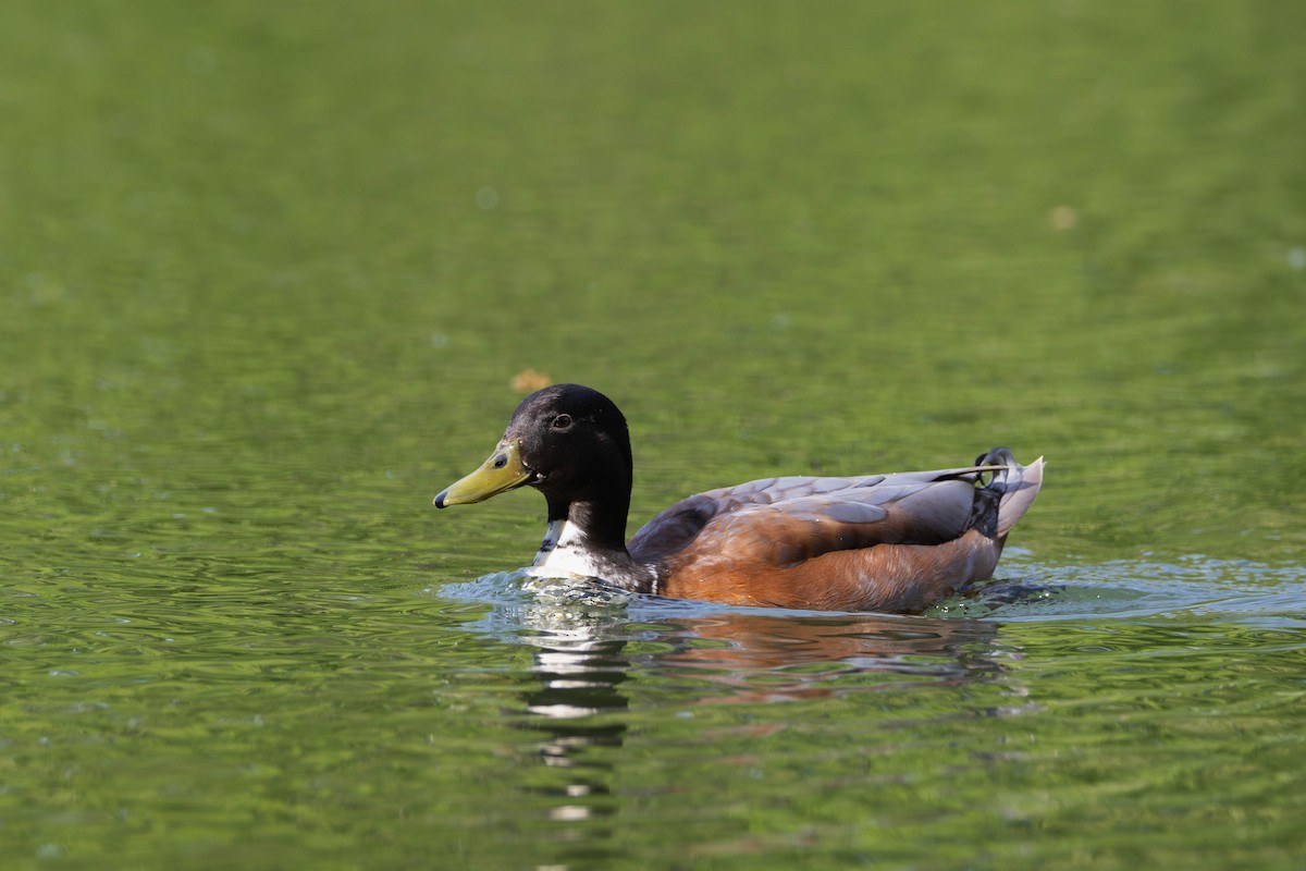 Fehlfarben-Stockente/Hausente - ML620034505