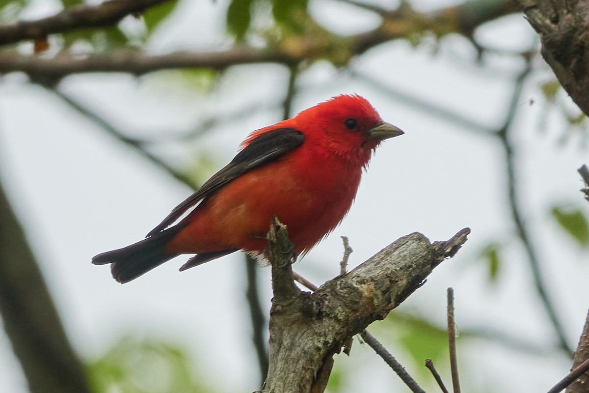 Scarlet Tanager - ML620034522