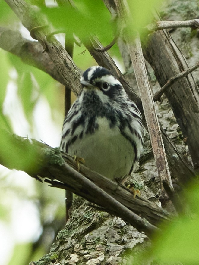 Black-and-white Warbler - ML620034526