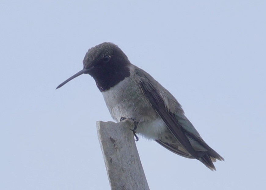 Black-chinned Hummingbird - ML620034531