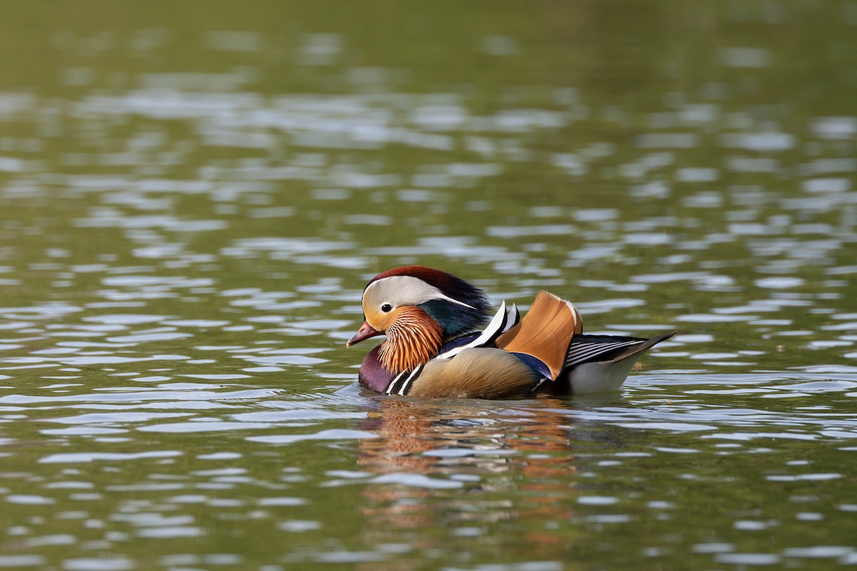 Mandarin Duck - ML620034537