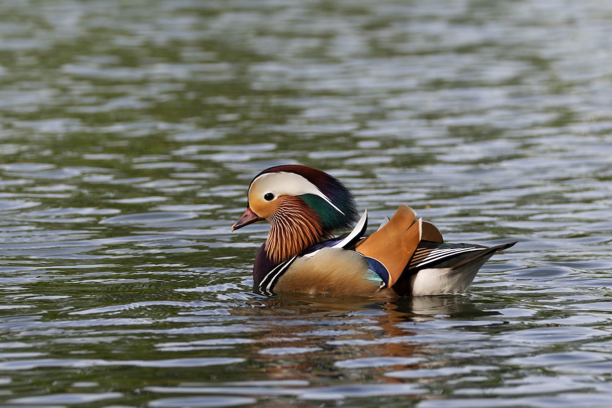 Mandarin Duck - ML620034538