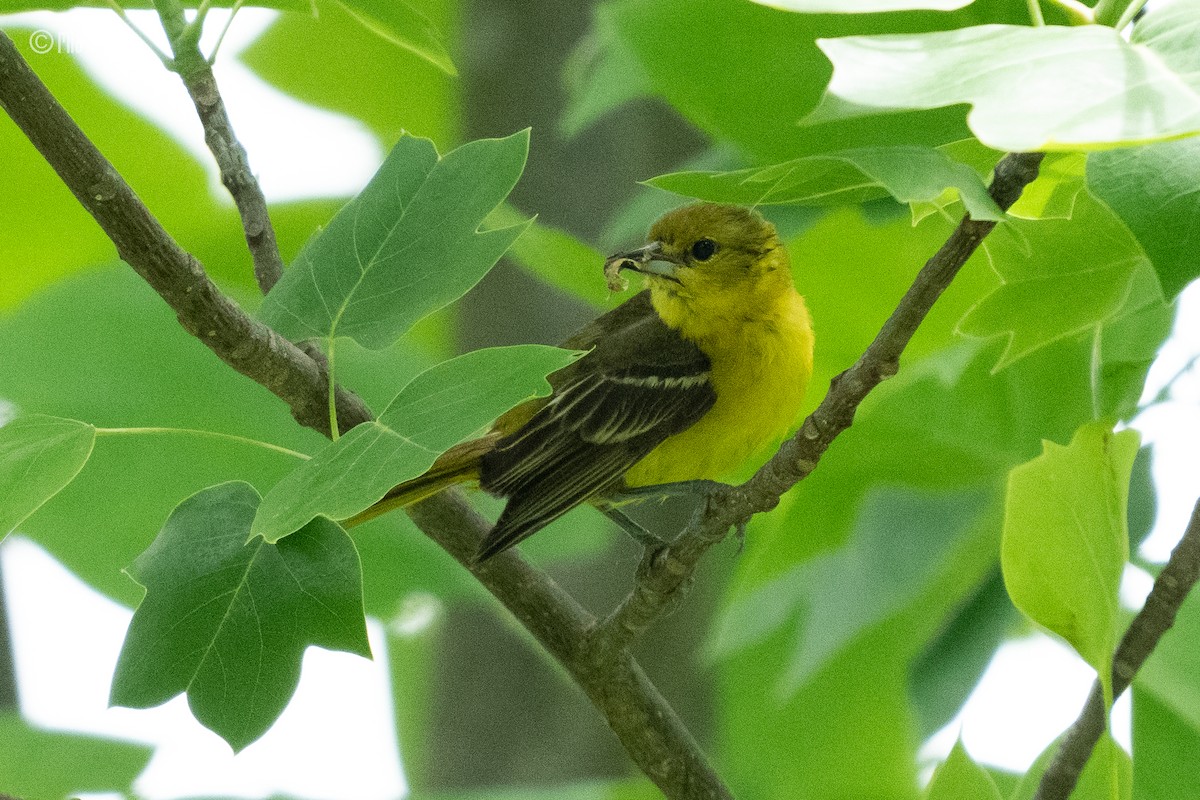 Orchard Oriole - ML620034539
