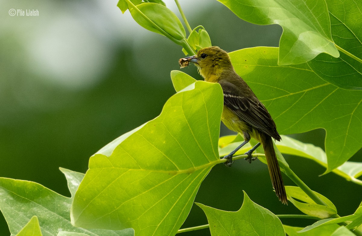 Orchard Oriole - Mia Walsh