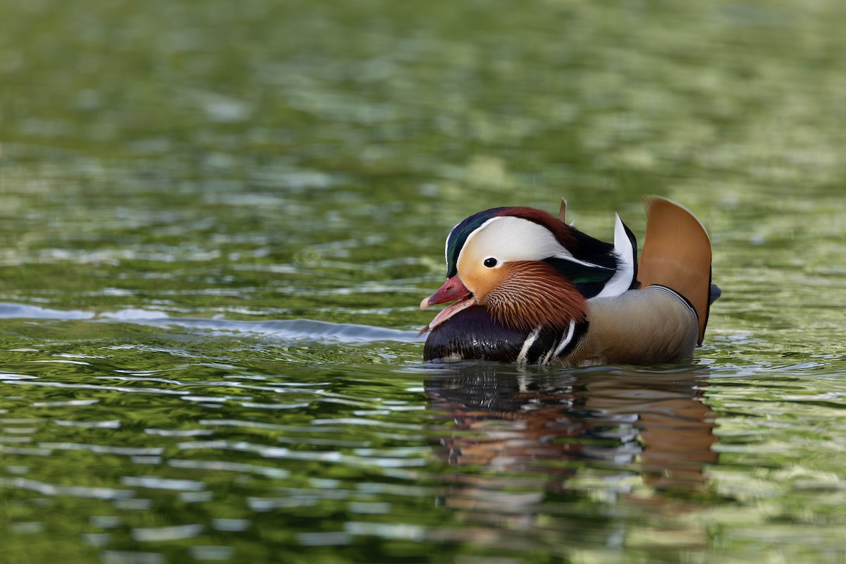 Mandarin Duck - ML620034547