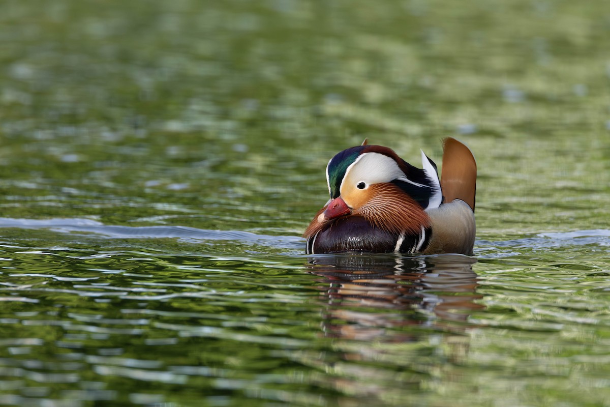 Mandarin Duck - ML620034548