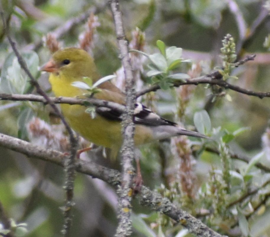 Western Tanager - ML620034551