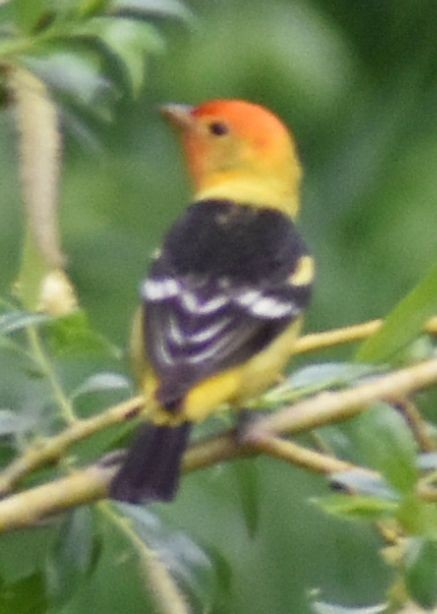 Western Tanager - ML620034552