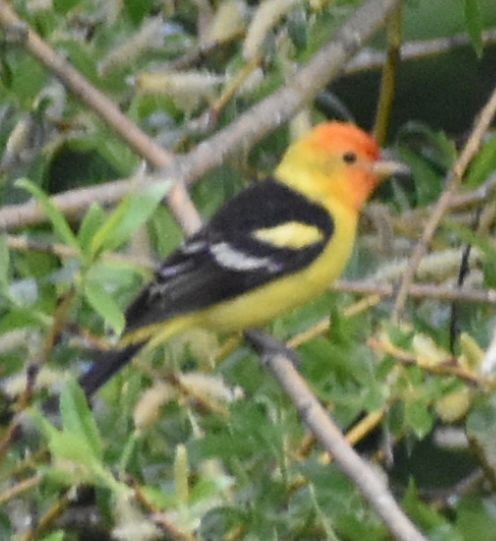 Western Tanager - ML620034553