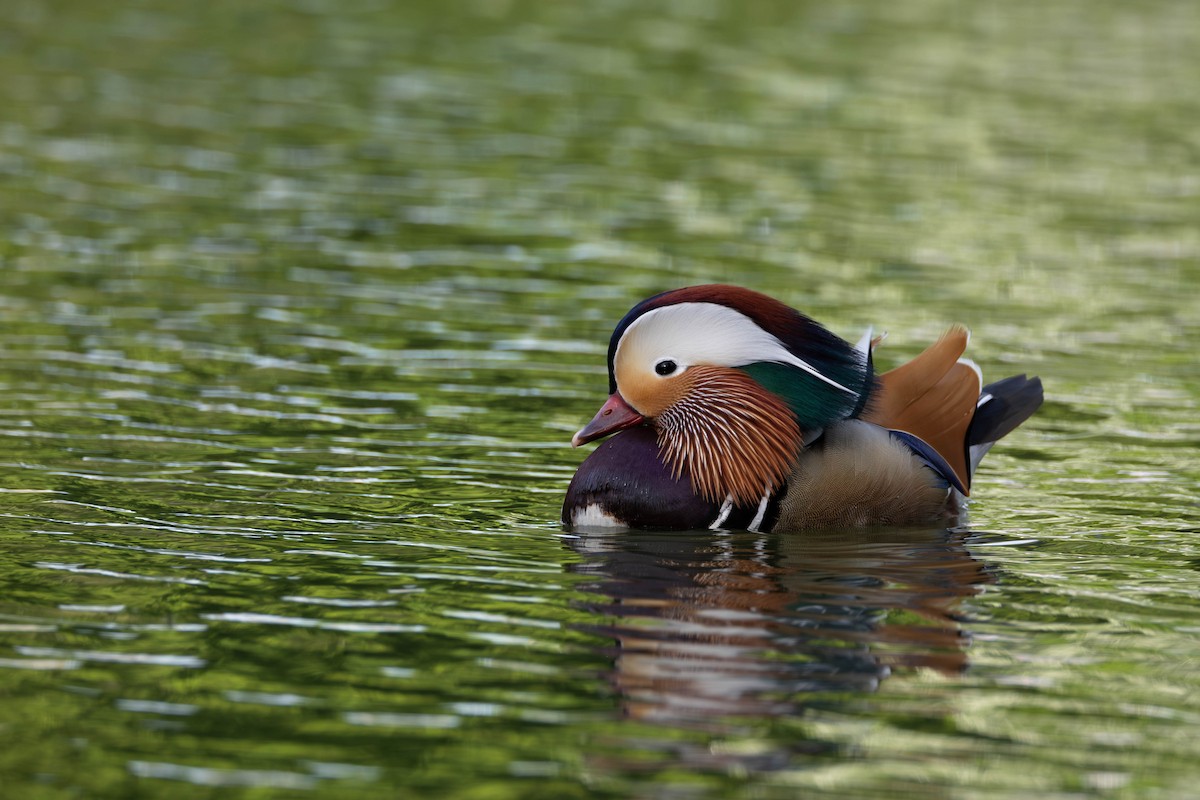 Mandarin Duck - ML620034555