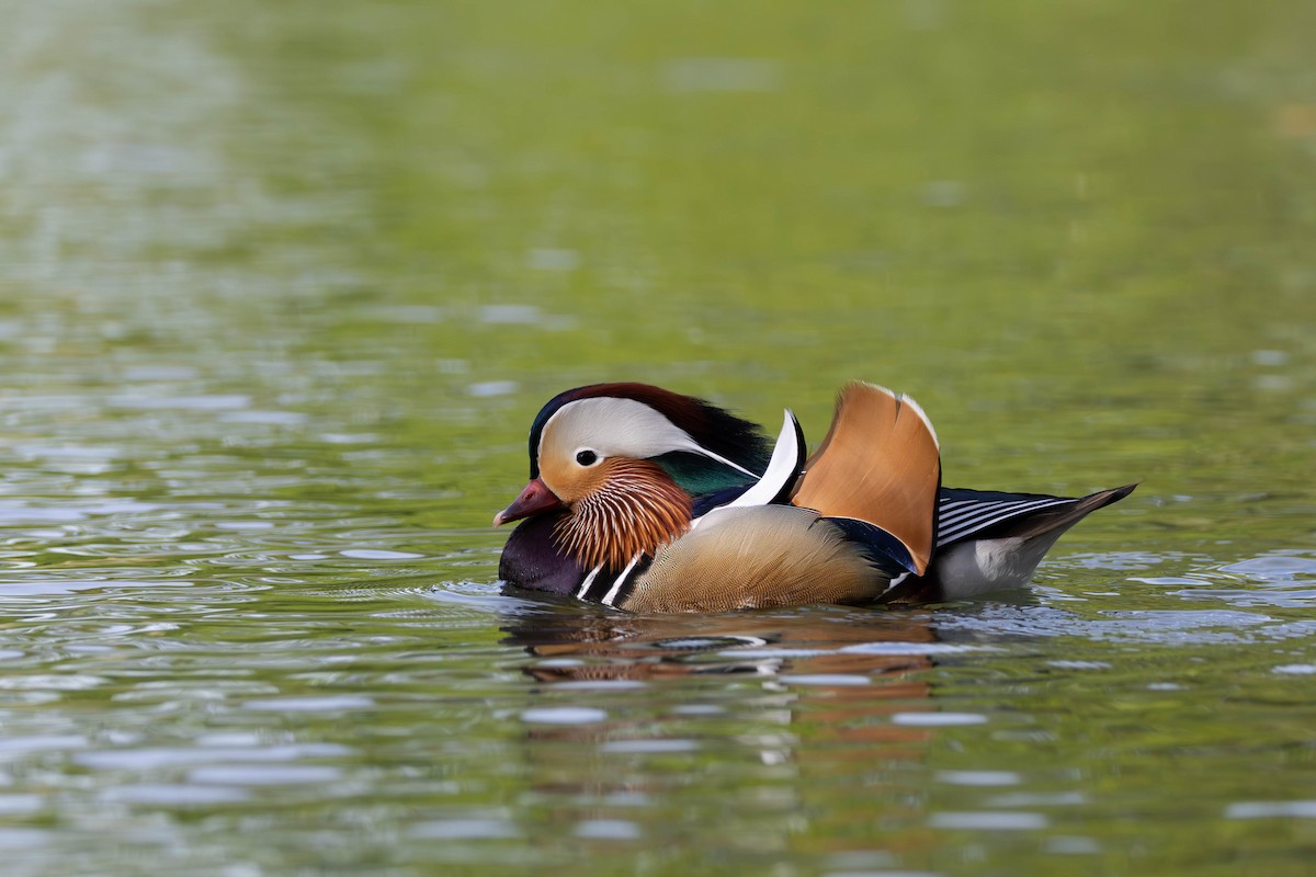 Mandarin Duck - ML620034556