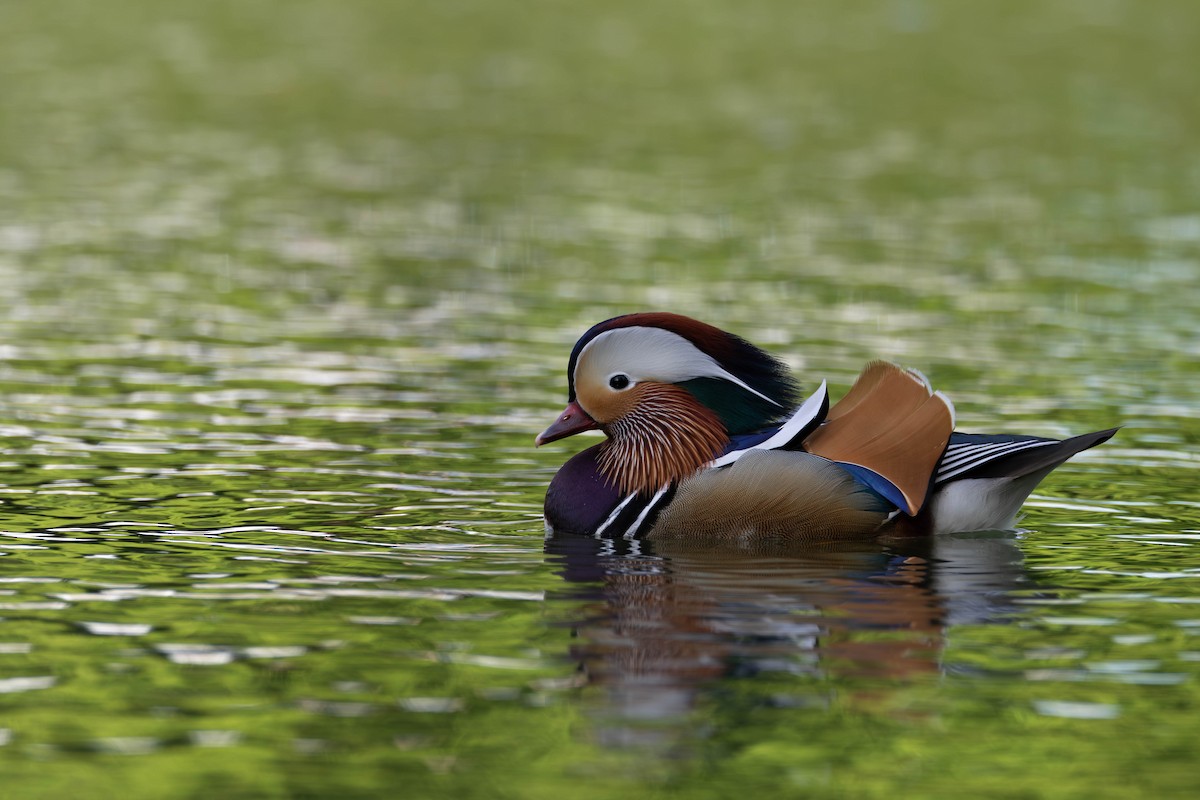 Mandarin Duck - ML620034558