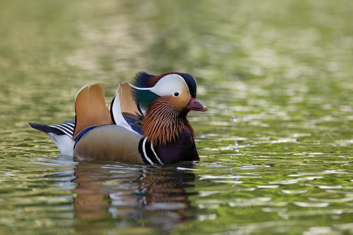 Mandarin Duck - ML620034566