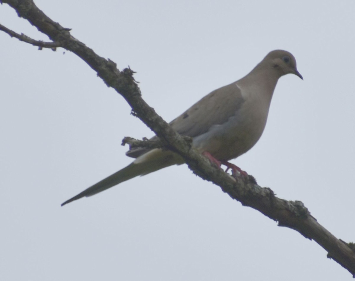 Mourning Dove - ML620034575